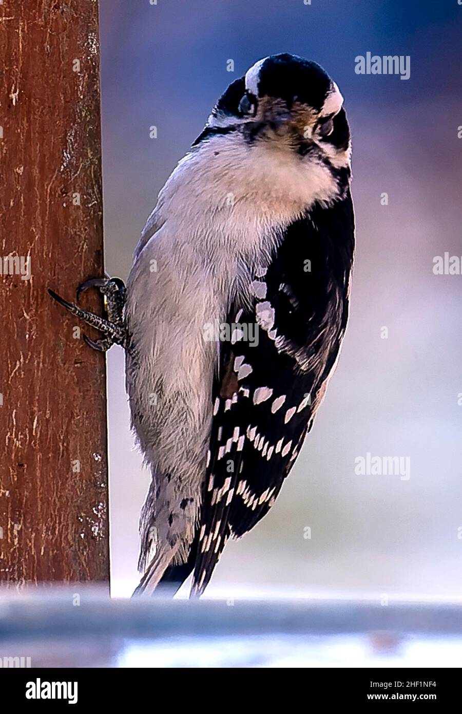 Ein Specht, der an einem Suet Feeder füttert Stockfoto