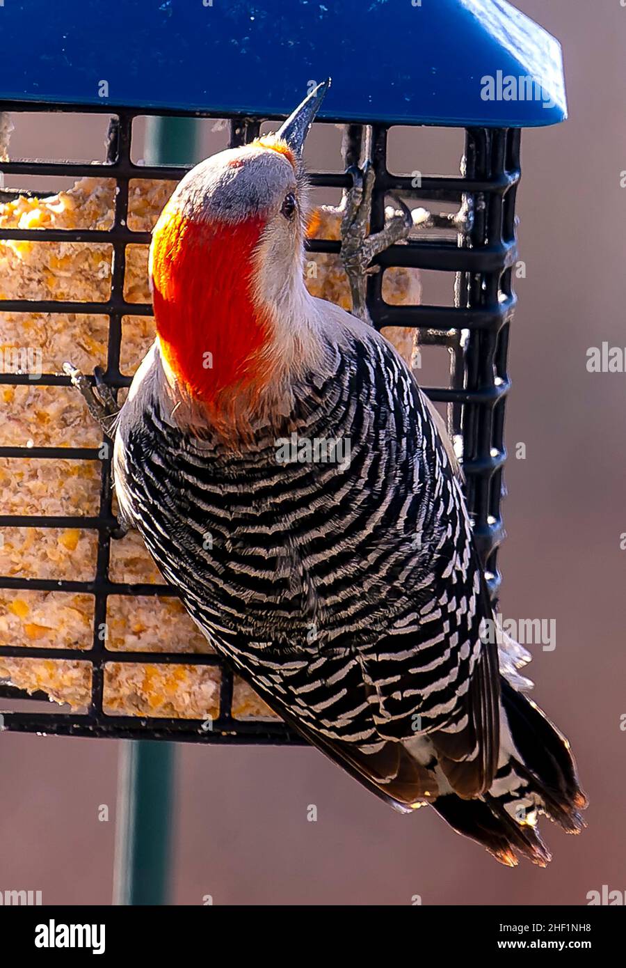 Specht füttert am Suet Feeder Stockfoto
