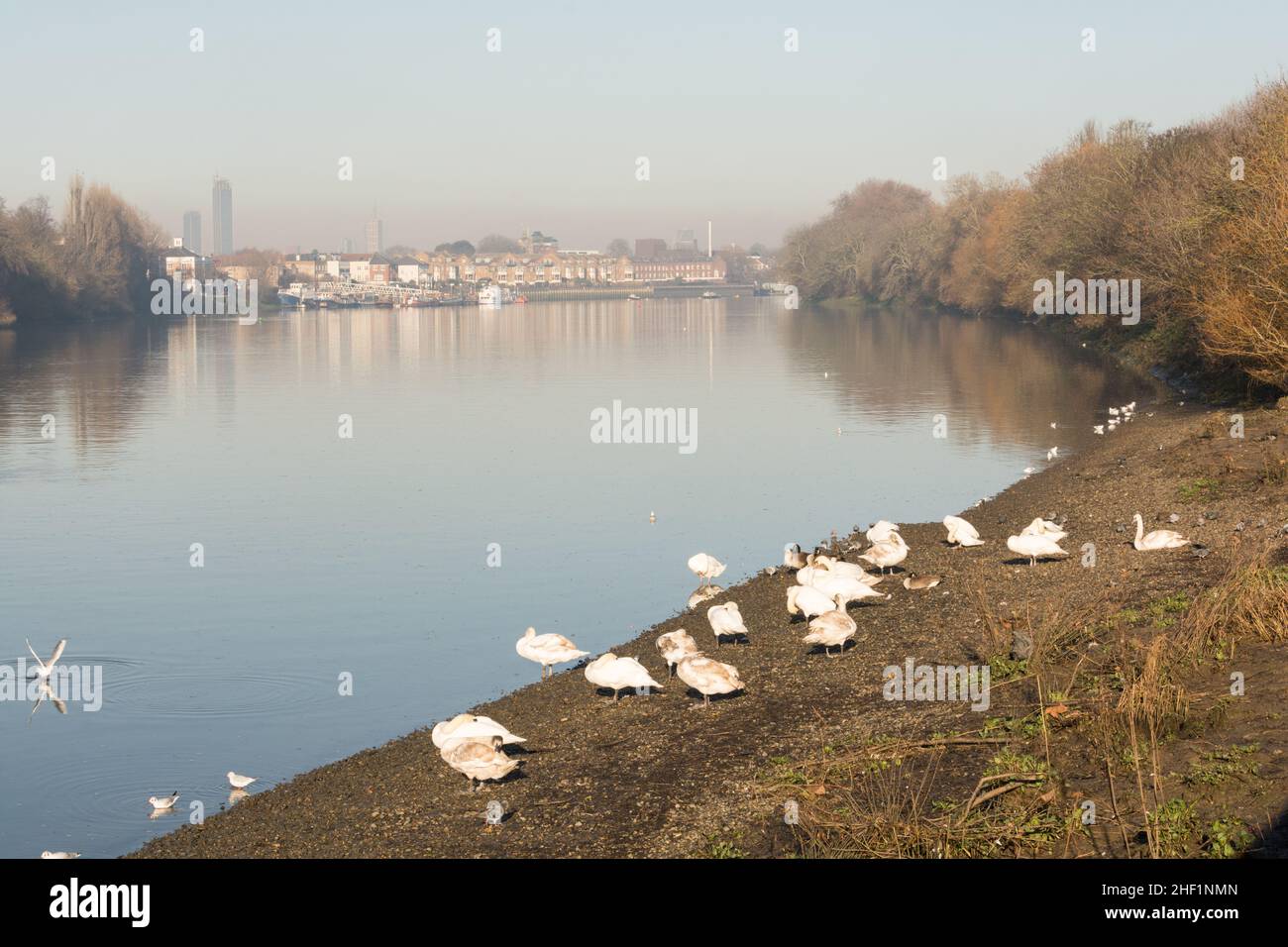 Eine Schwärmerschwalbe (Cygnus olor) an den Ufern der Themse an der kleinen Gewinndock, Barnes, London, SW13, England, GROSSBRITANNIEN Stockfoto