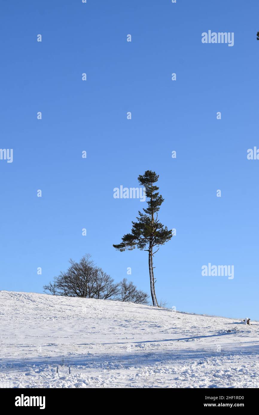 Verschneite Bergheide in der Eifel 2022 Stockfoto