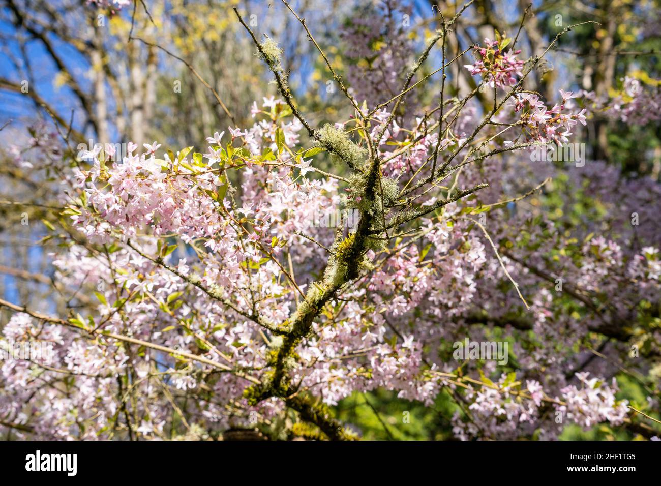 Japanische Kirsche (Prunus serrulata 'Horinji') ist eine Kirschart, die in China, Japan, Korea und Indien beheimatet ist und für ihren Kirschblütenfrühling verwendet wird Stockfoto