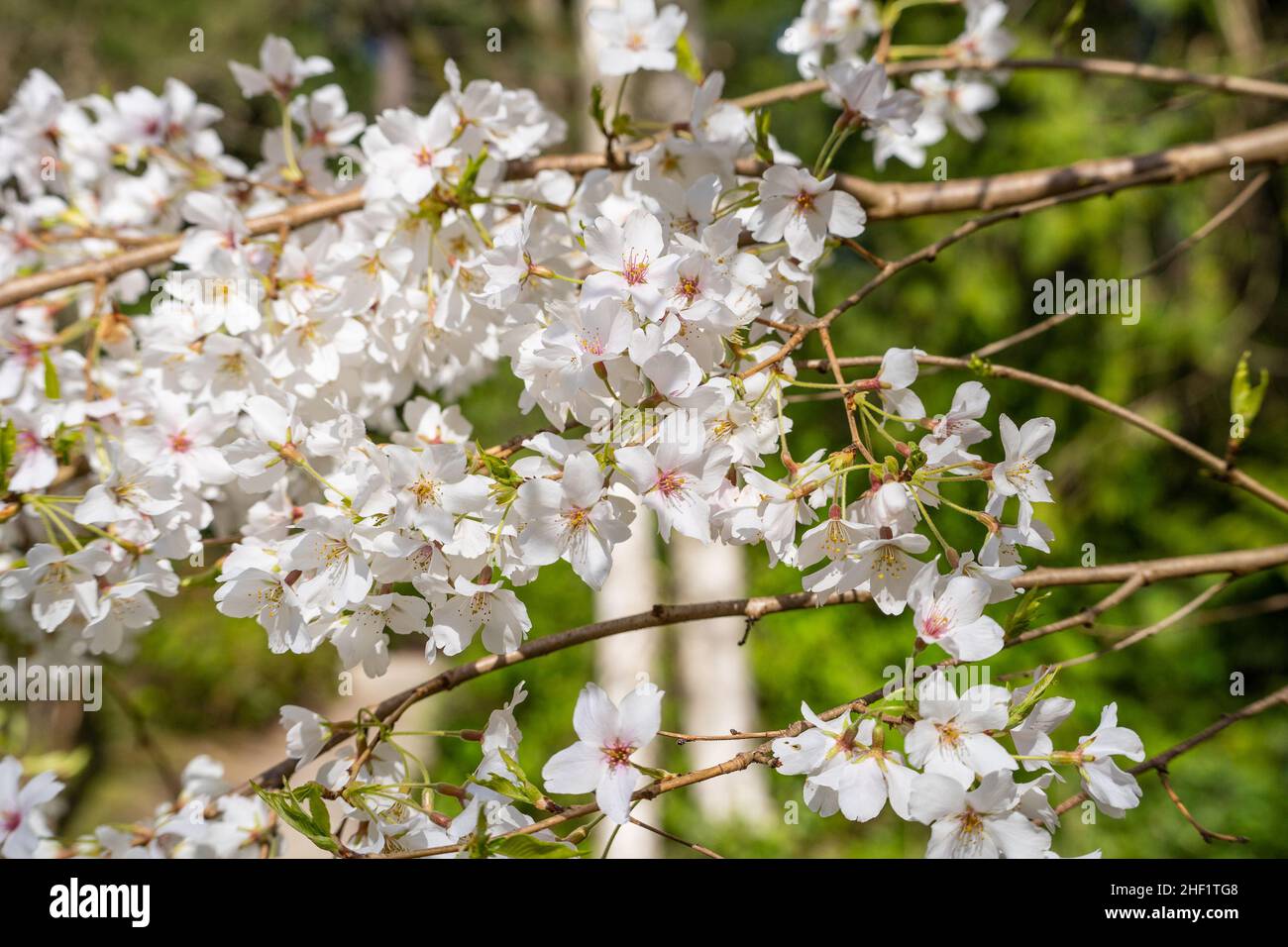 Taiwan Cherry (Prunus campanulata) ist eine Kirschart, die in Japan, Taiwan, Süd- und Ostchina (Guangxi, Guangdong, Hainan, Hunan, Fuji) beheimatet ist Stockfoto