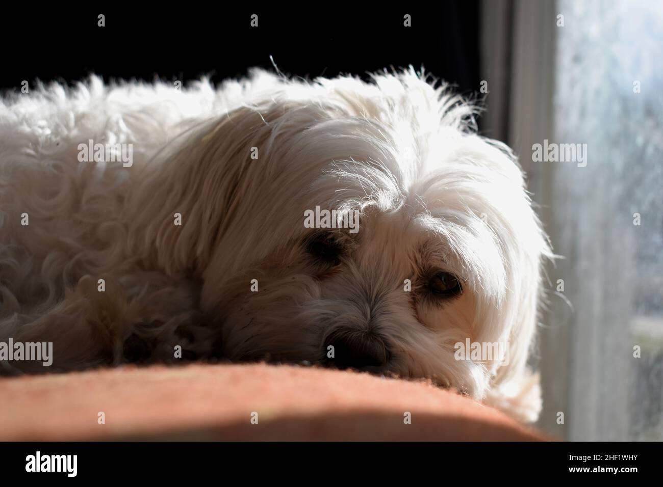 Ein weißer Hund, der auf einem Ottomanen ruht Stockfoto