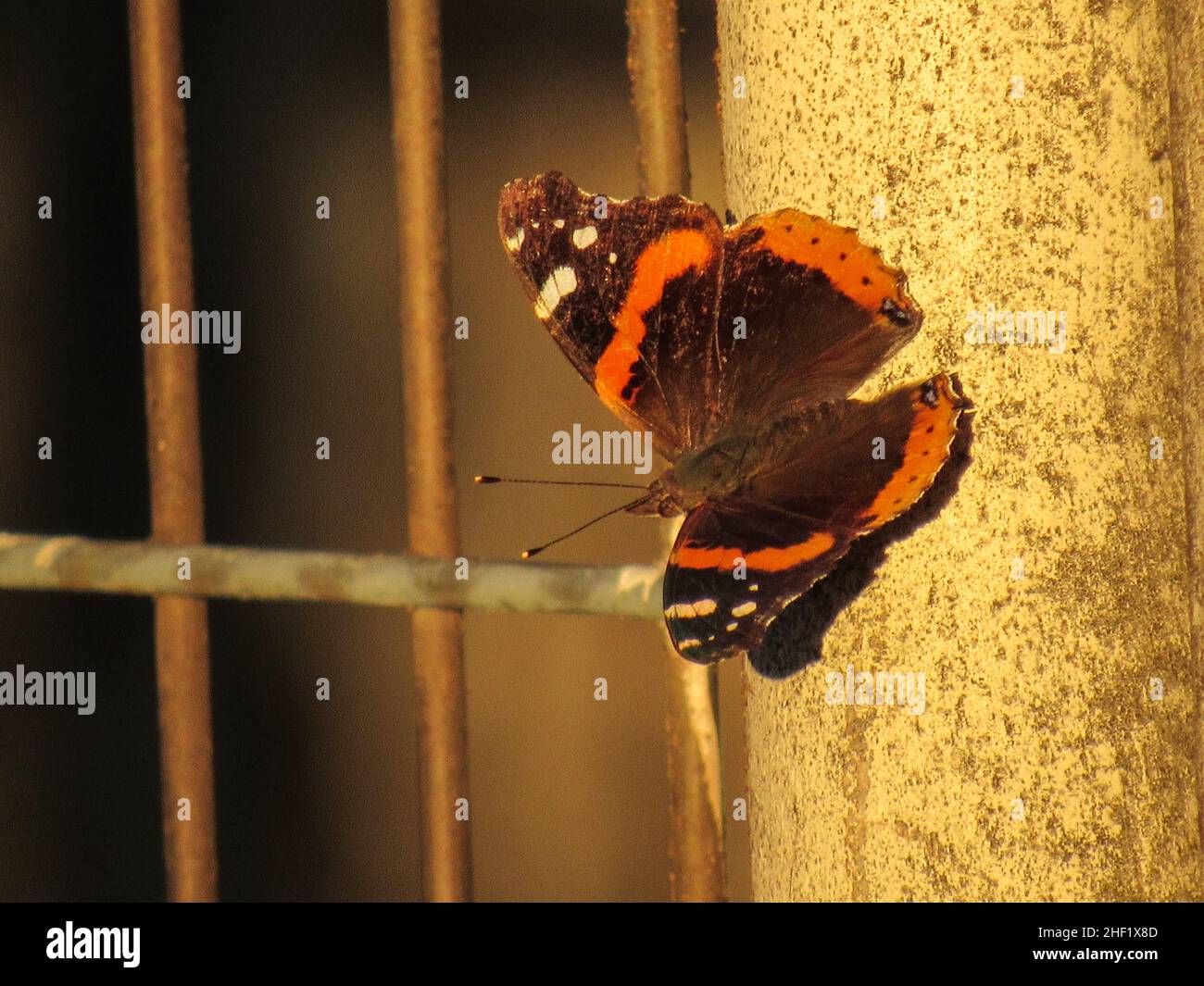 Roter Admiral-Schmetterling auf einem rostigen Tor Stockfoto