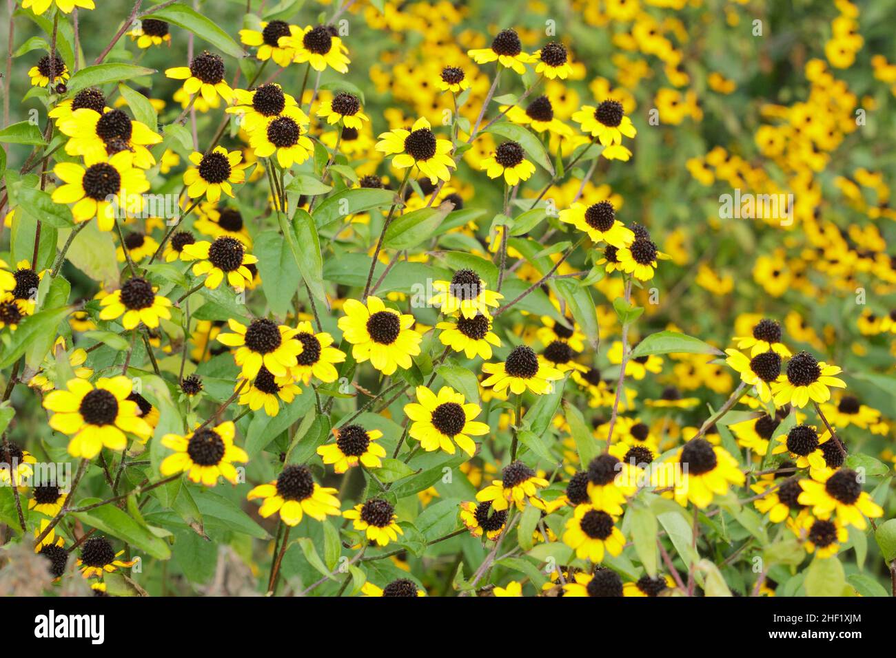 Rudbeckia triloba 'Blackjack Gold', goldene Blüten mit schwarzen Zapfen in einem Hüttengarten. VEREINIGTES KÖNIGREICH Stockfoto