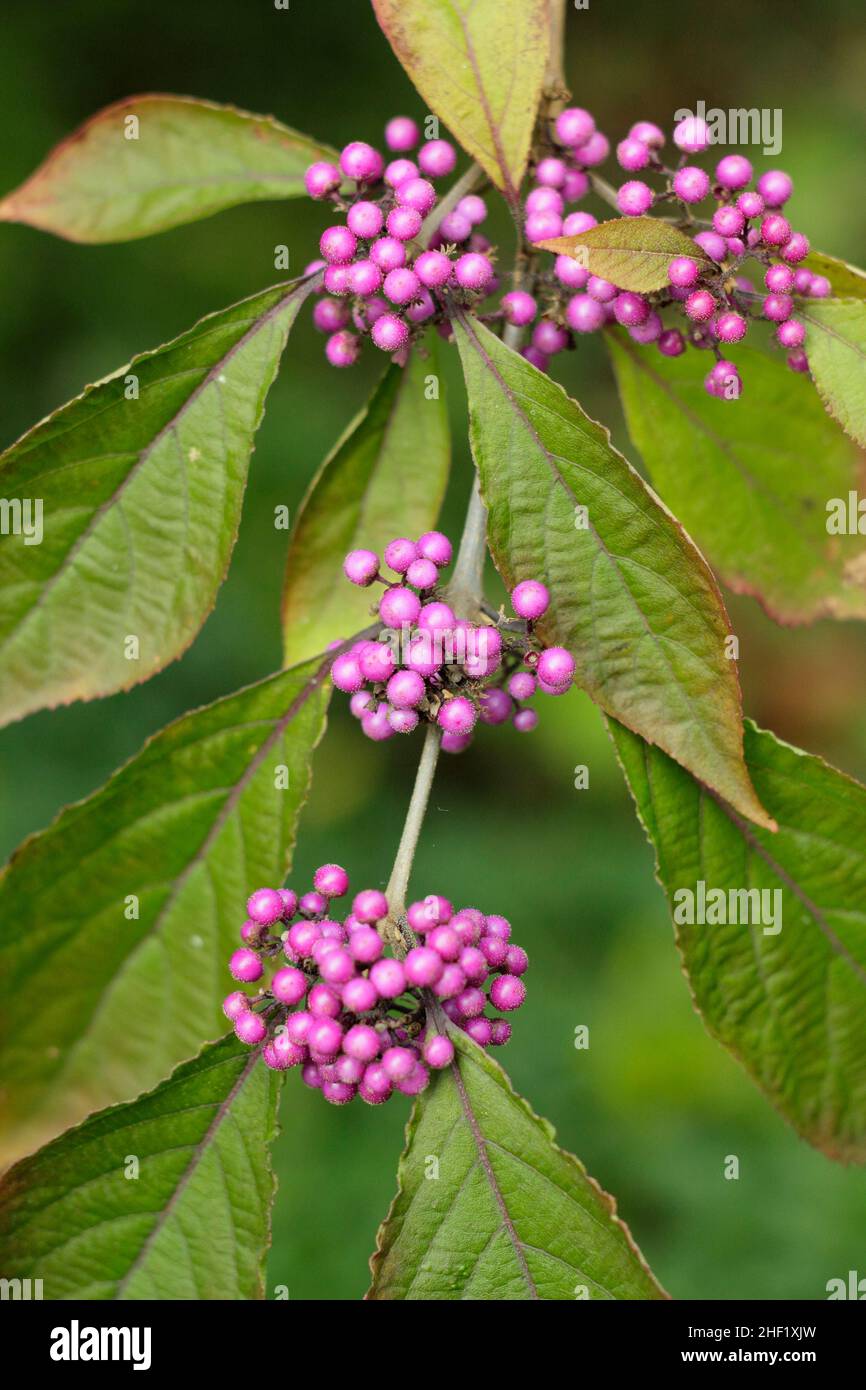 Callicarpa „Überfülle“. Lila Beeren von Callicarpa bodinieri var. giraldii ‘profusion’ beautyberry im Herbst in Großbritannien Stockfoto