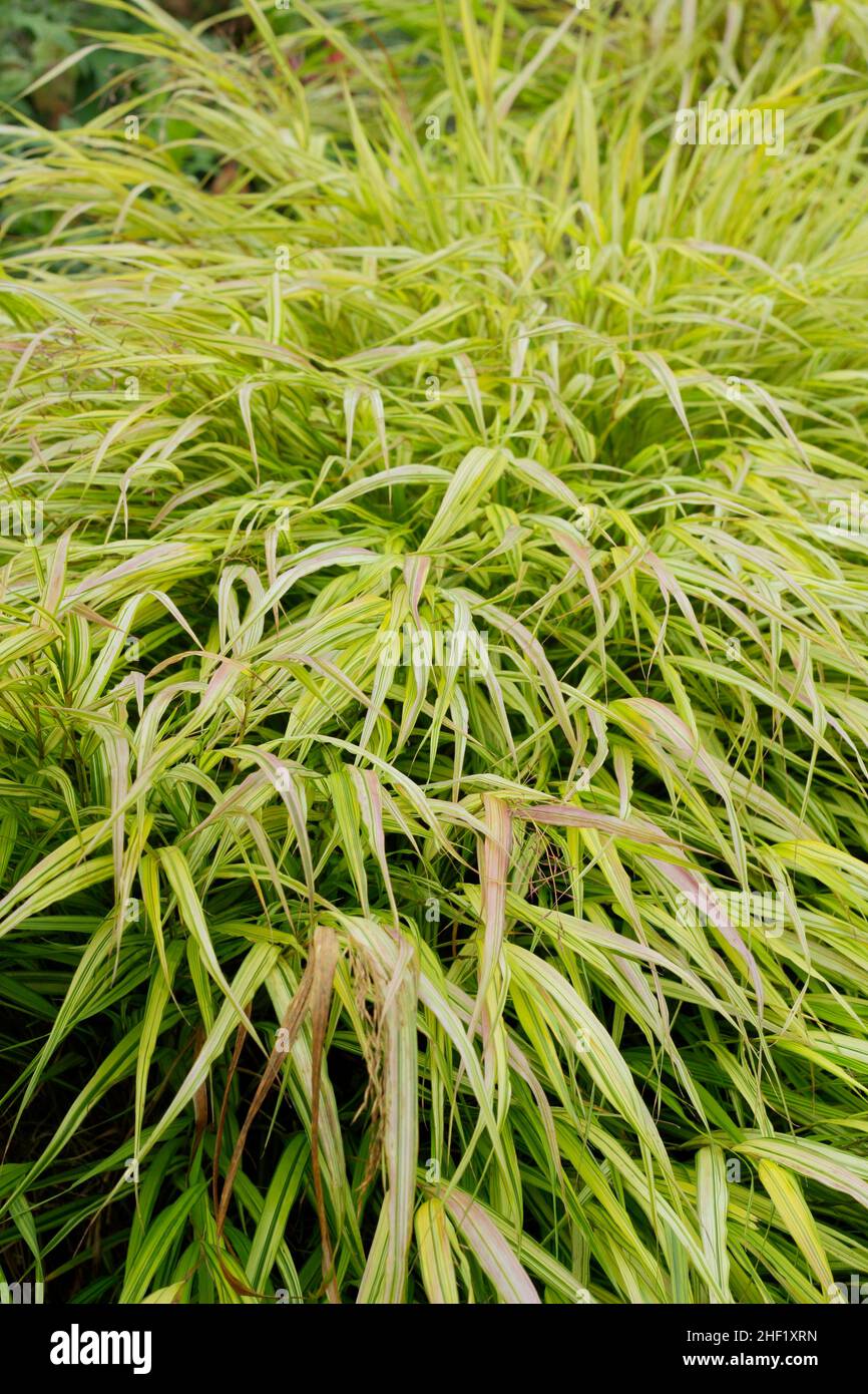 Hakonechloa macra 'Aureola'. Hakone Gras in einem herbstlichen Garten Grenze. VEREINIGTES KÖNIGREICH Stockfoto