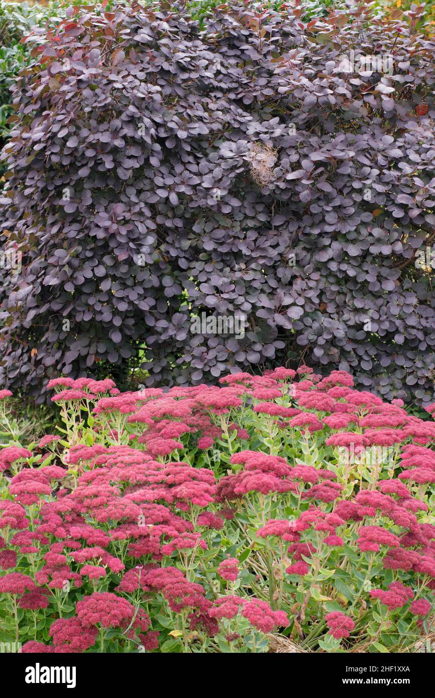 Sedum und Smoke Bush dramatische Gartengrenze im Herbst. Sedum Autumn Joy und Cotinus coggygria Royal Purple.UK Stockfoto