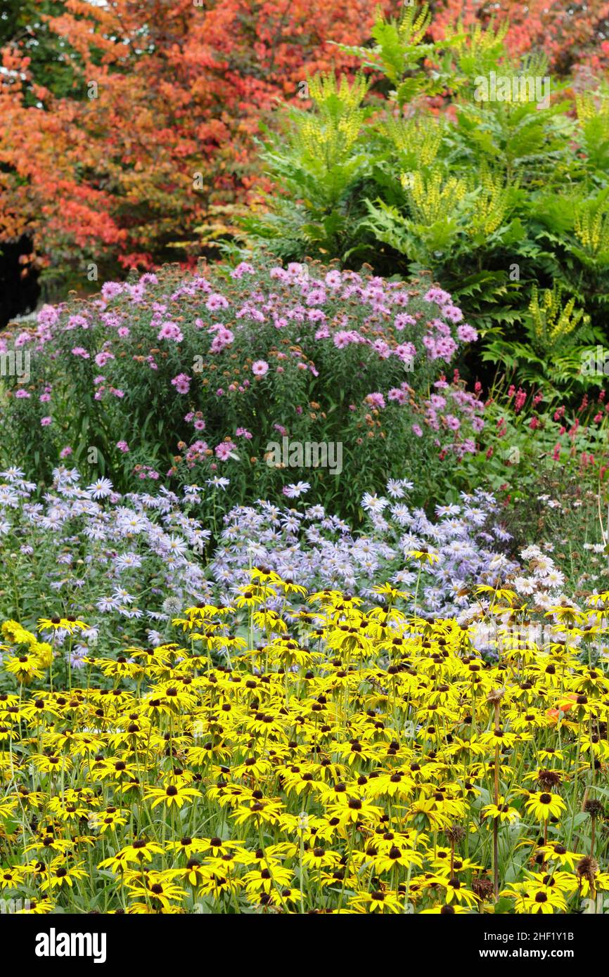Die Aster und die Rudbeckien in der herbstlichen Grenze. Von vorne nach hinten: Rudbeckia 'Goldsturm', Aster 'Monch', Aster 'Harington's Pink', Mahonia 'Wintersonne'. Stockfoto