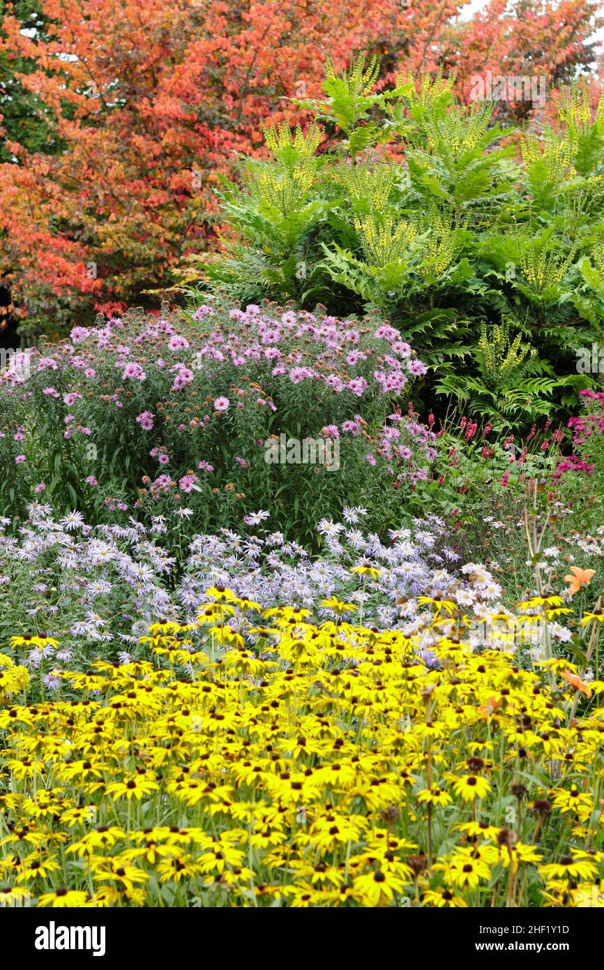 Die Aster und die Rudbeckien in der herbstlichen Grenze. Von vorne nach hinten: Rudbeckia 'Goldsturm', Aster 'Monch', Aster 'Harington's Pink', Mahonia 'Wintersonne'. Stockfoto