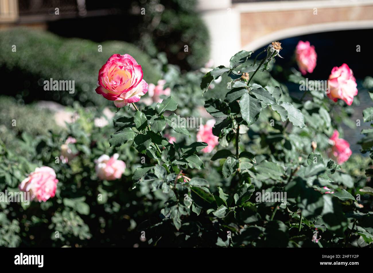 Rosenstrauch mit rosa Blüten und grünem Laub in einem Garten Stockfoto