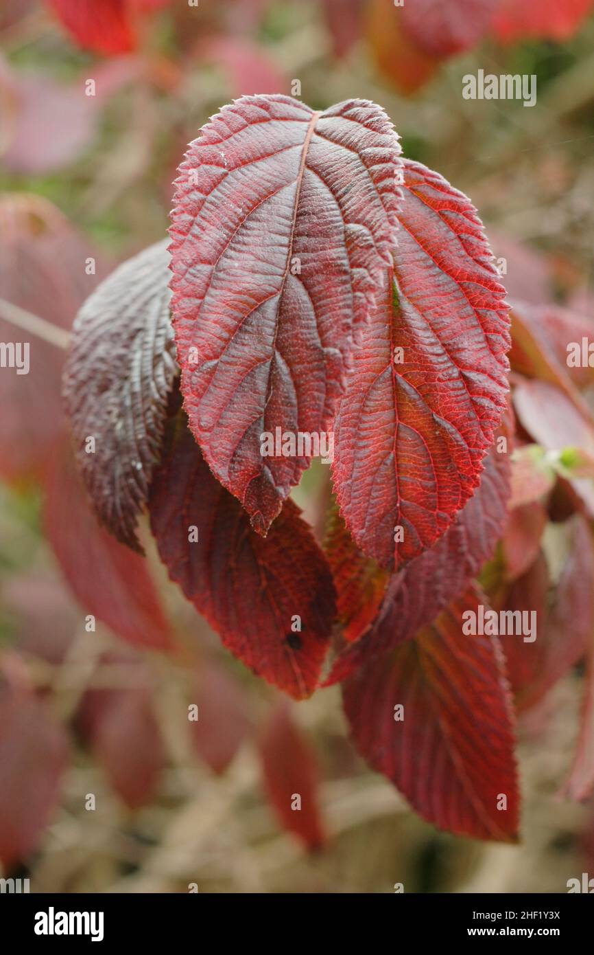 Viburnum geht im Oktober. Viburnum plicatum f. tomentosum ‘Mariesii’ Blätter im Herbst. VEREINIGTES KÖNIGREICH Stockfoto