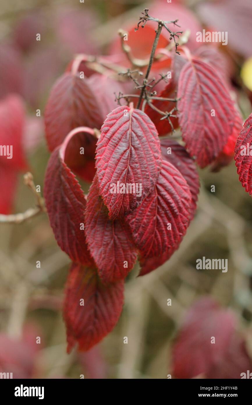 Viburnum geht im Oktober. Viburnum plicatum f. tomentosum ‘Mariesii’ Blätter im Herbst. VEREINIGTES KÖNIGREICH Stockfoto