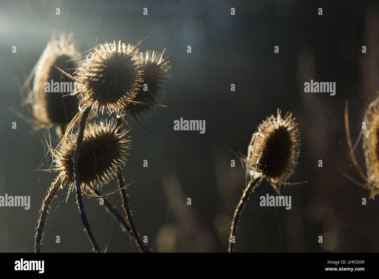 Winterlandschaft an einem frühen Januarmorgen in Essex, Großbritannien, 2021. Gewöhnliche Teasele / Dipsacus fullonum Stockfoto