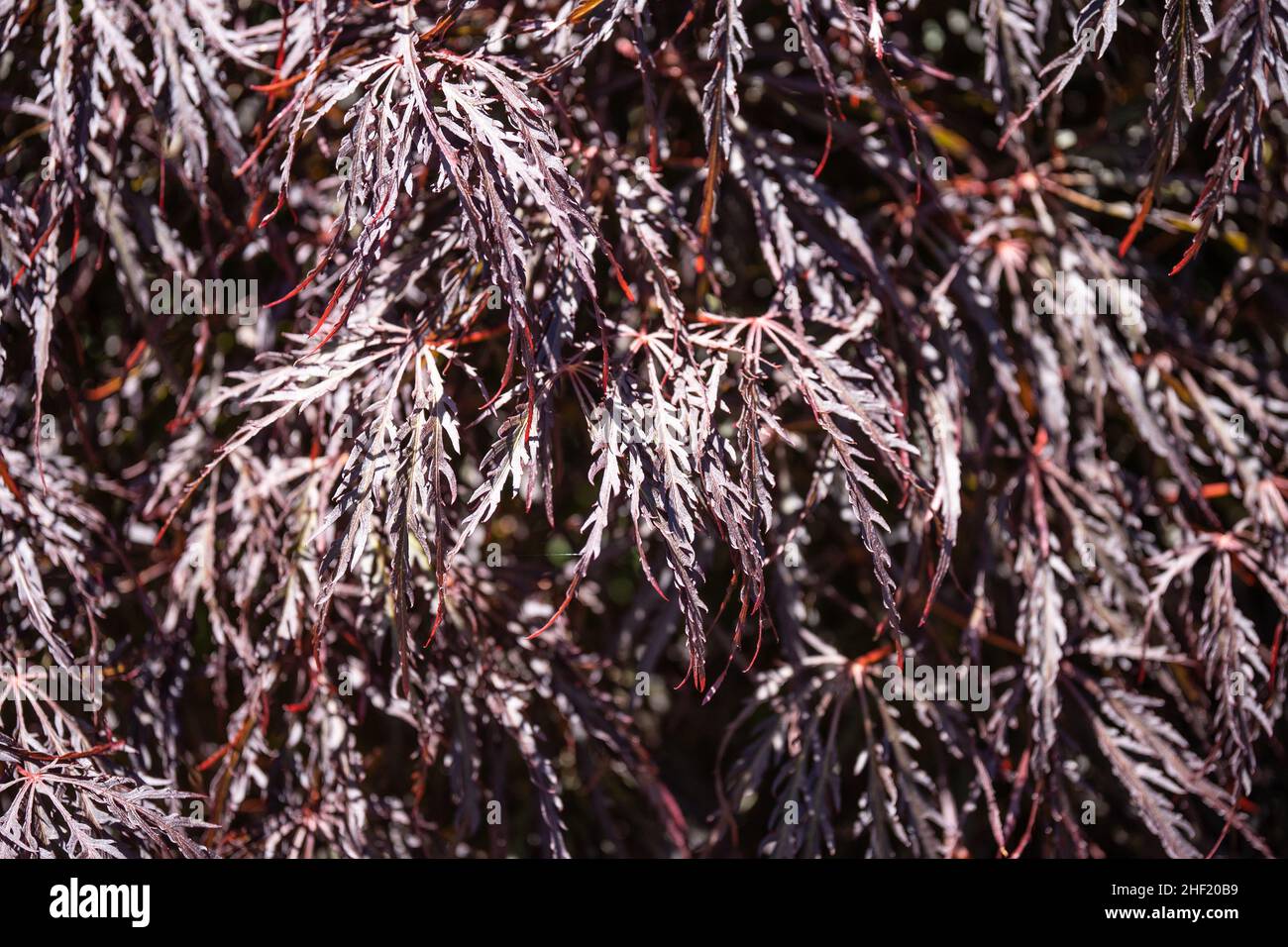 Crimson Queen Japanese Maple (Acer palmatum var. dissectum 'Crimson Queen') ist ein niedrig verzweigter Zwergbaum mit einer zarten, weinenden Form. Das Laub ho Stockfoto