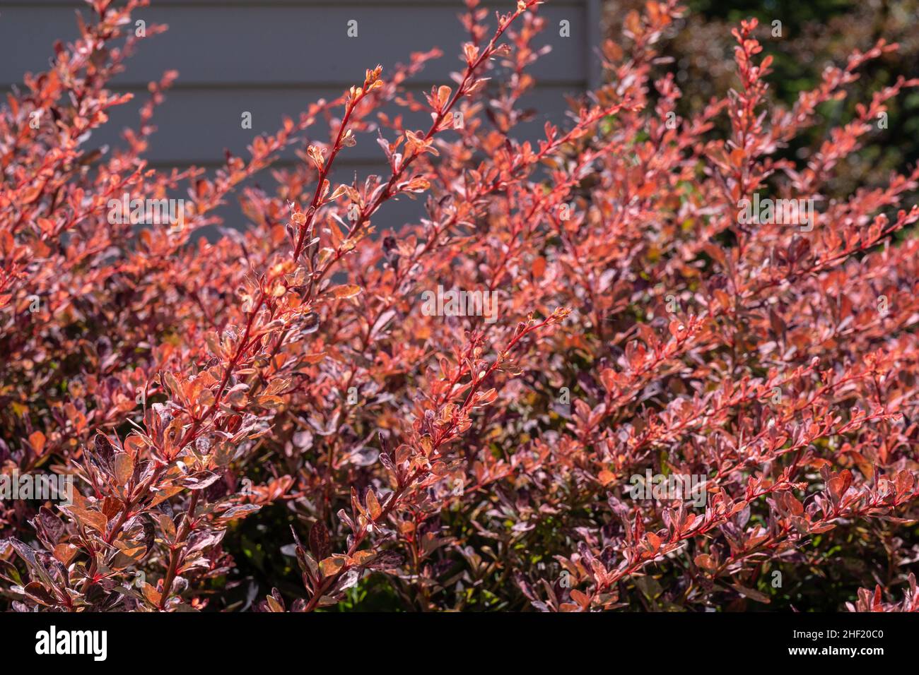 Die japanische Berberis thunbergii (Berberis thunbergii) ist eine blühende Pflanze aus der Familie der Berberidaceae, die jedoch in Japan und Ostasien beheimatet ist Stockfoto