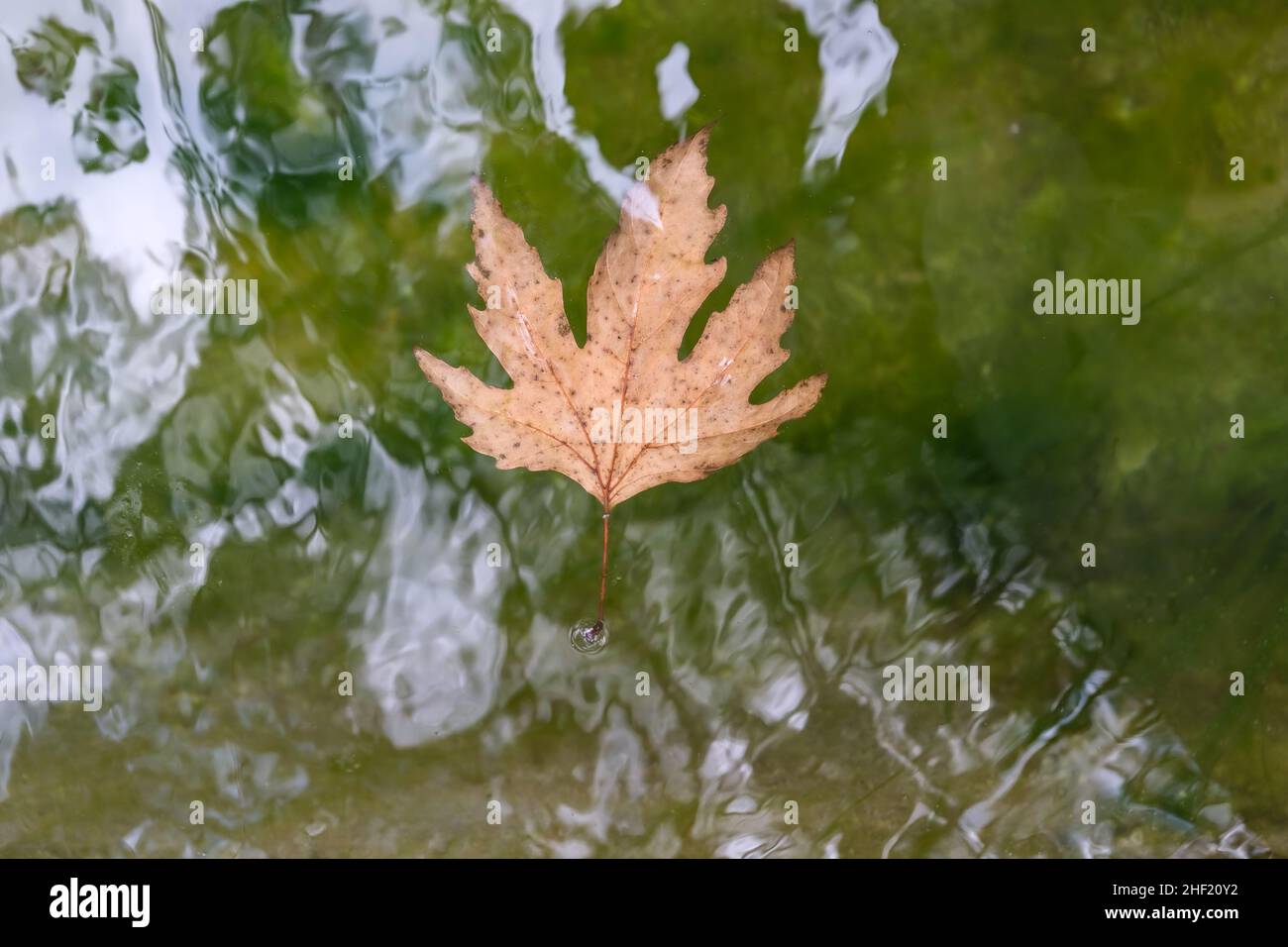 Trockene braune Herbstblätter auf dem Wasser schweben, saisonales Konzept, getrocknete Blätter schwimmende Bilder. Stockfoto