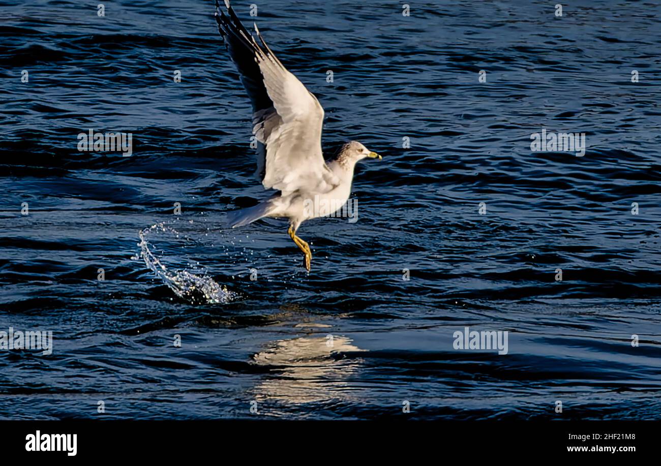 Seevögele hebt sich aus dem Wasser ab Stockfoto