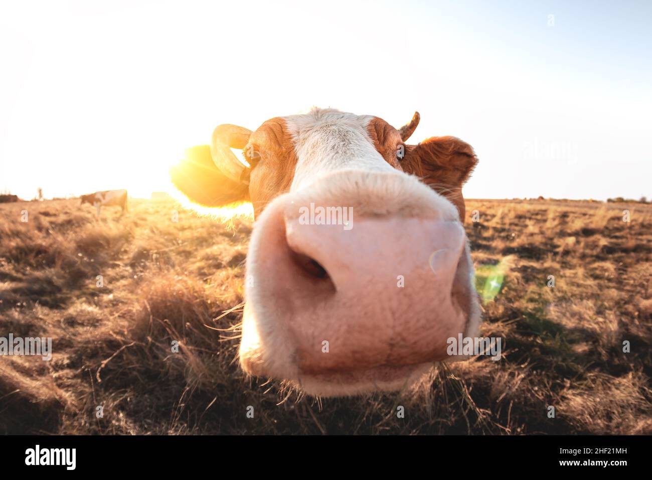 Glückliche Einzelkuh auf der Wiese während des Sommeruntergangs. Grasende Kühe auf landwirtschaftlichen Flächen. Rinder fressen trockenes Gras im Herbstfeld. Stockfoto