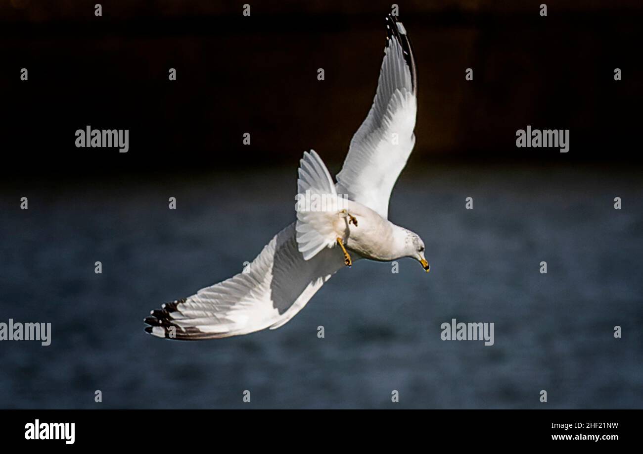 Ein Seevögelling im Flug über Wasser Stockfoto