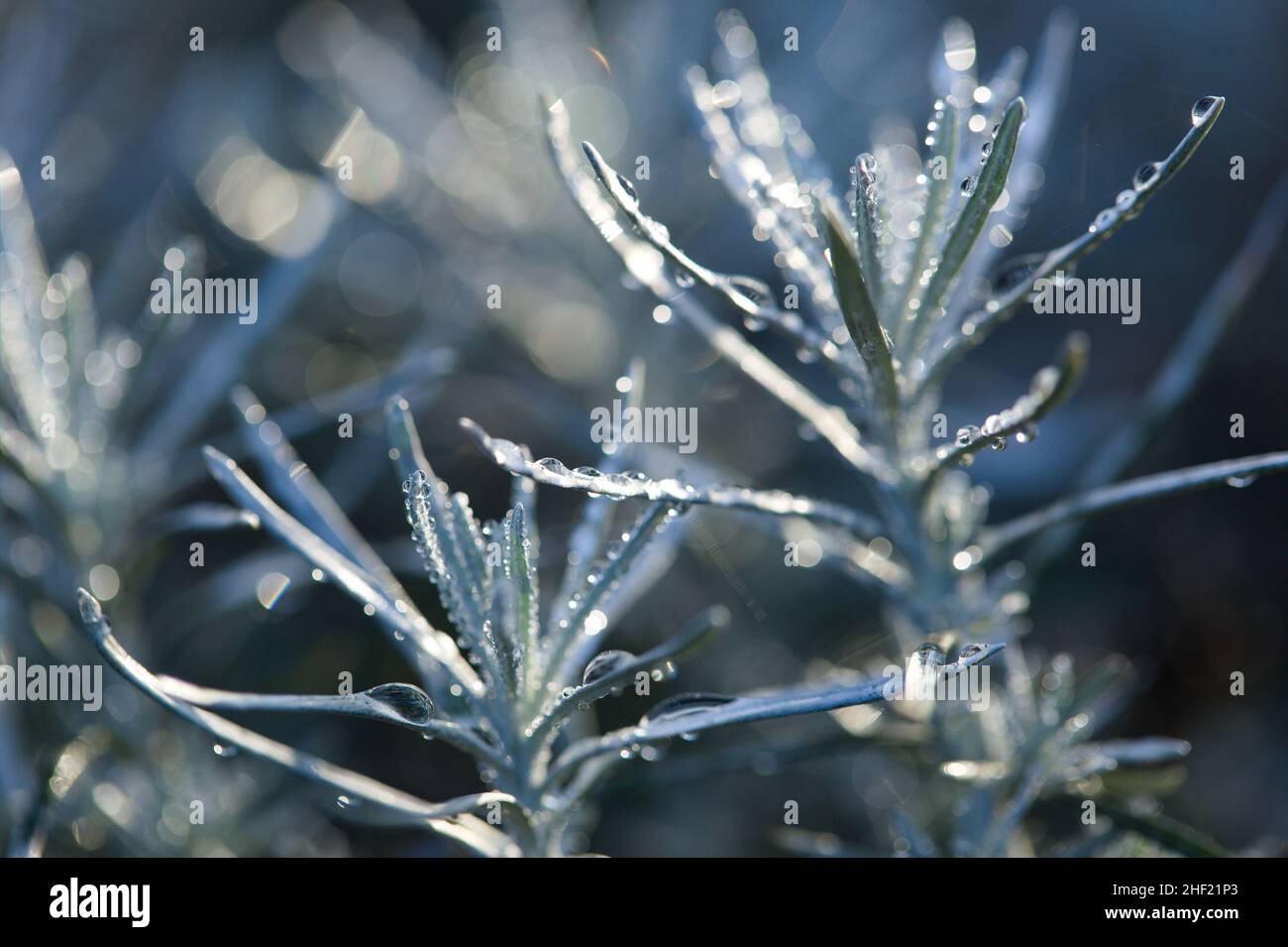 Essex, Großbritannien. Wetter. Januar 13th 2022. Ein früher Frost bedeckt Garten Pflanzen heute Morgen Stockfoto