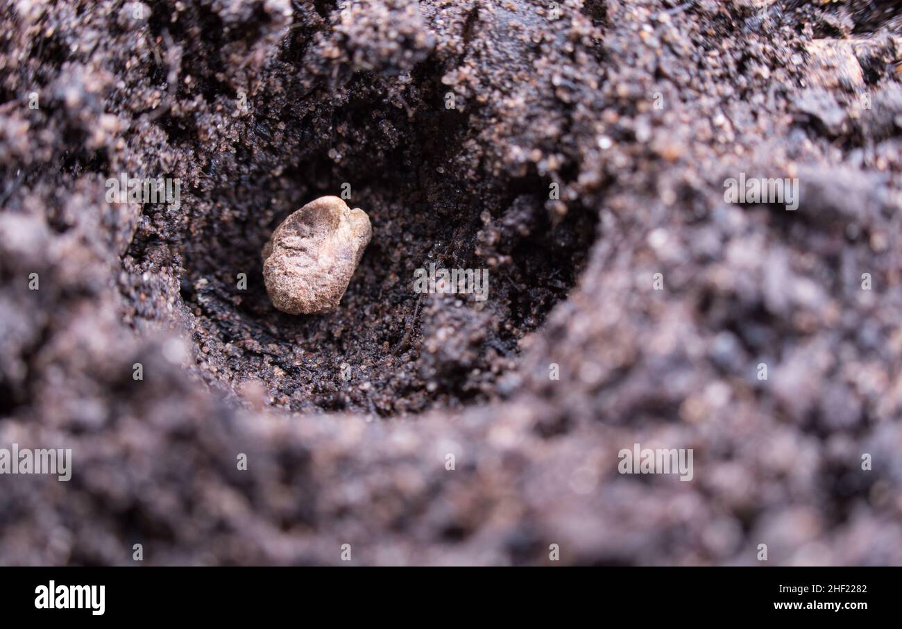 Ein einziger Spinatkern, der im Boden ausgesät wurde Stockfoto