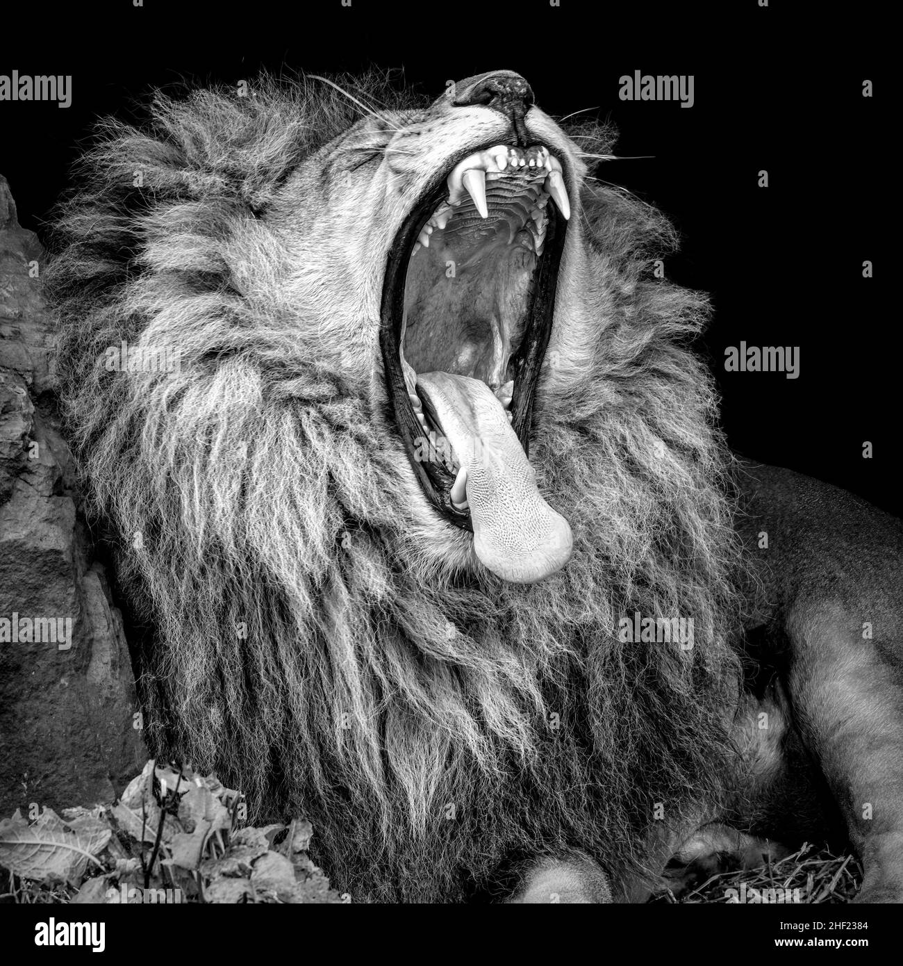 Mono Porträt eines männlichen afrikanischen Löwen, der gähnt Stockfoto