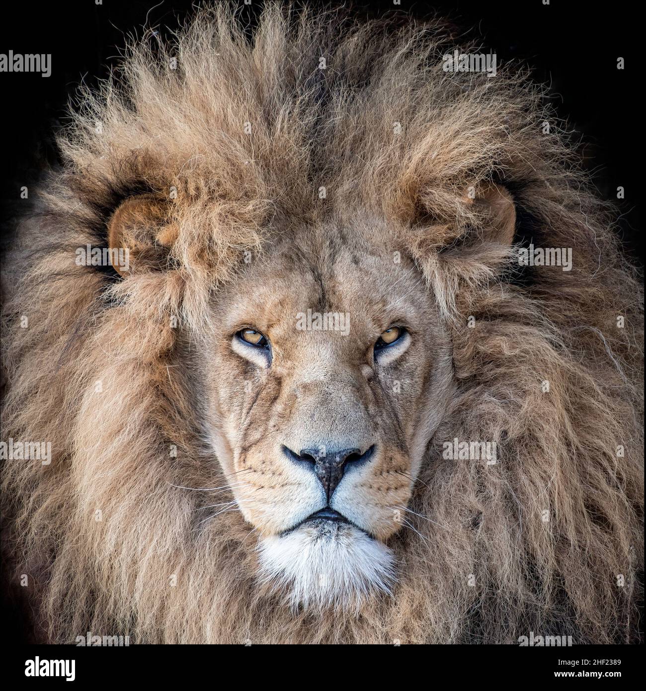 Farbporträt eines männlichen afrikanischen Löwen, der gähnt Stockfoto