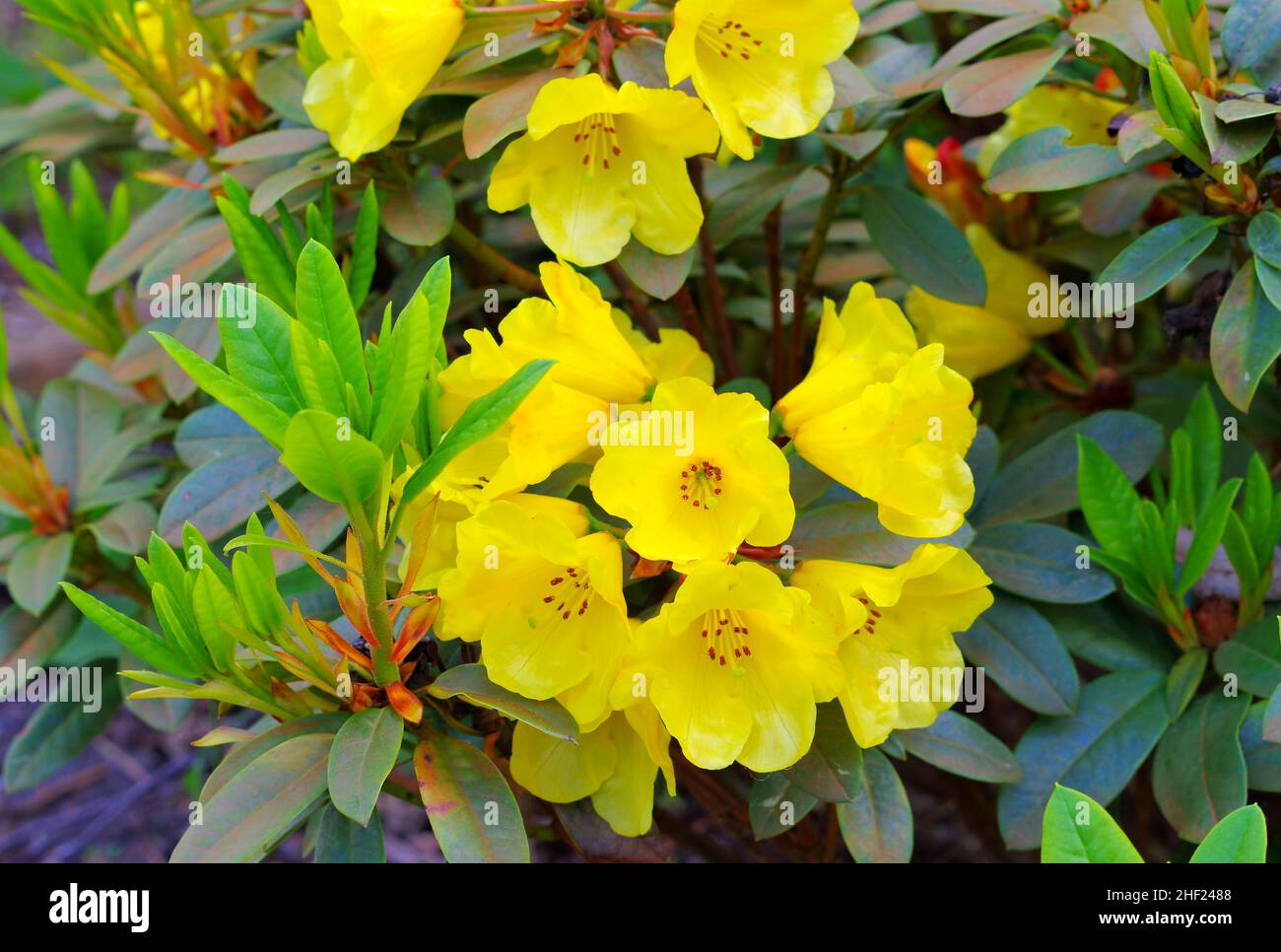 Gelbe Rhododendron-Sorte Goldene Everest-Pflanze im Frühjahr Stockfoto