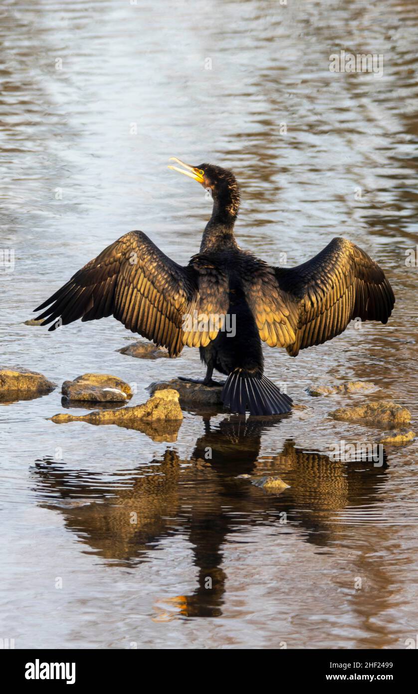 Ein Kormoran (Phalacrocorax carbo) trocknet sein Gefieder am Neckar in Heilbronn, Deutschland - Europa Stockfoto