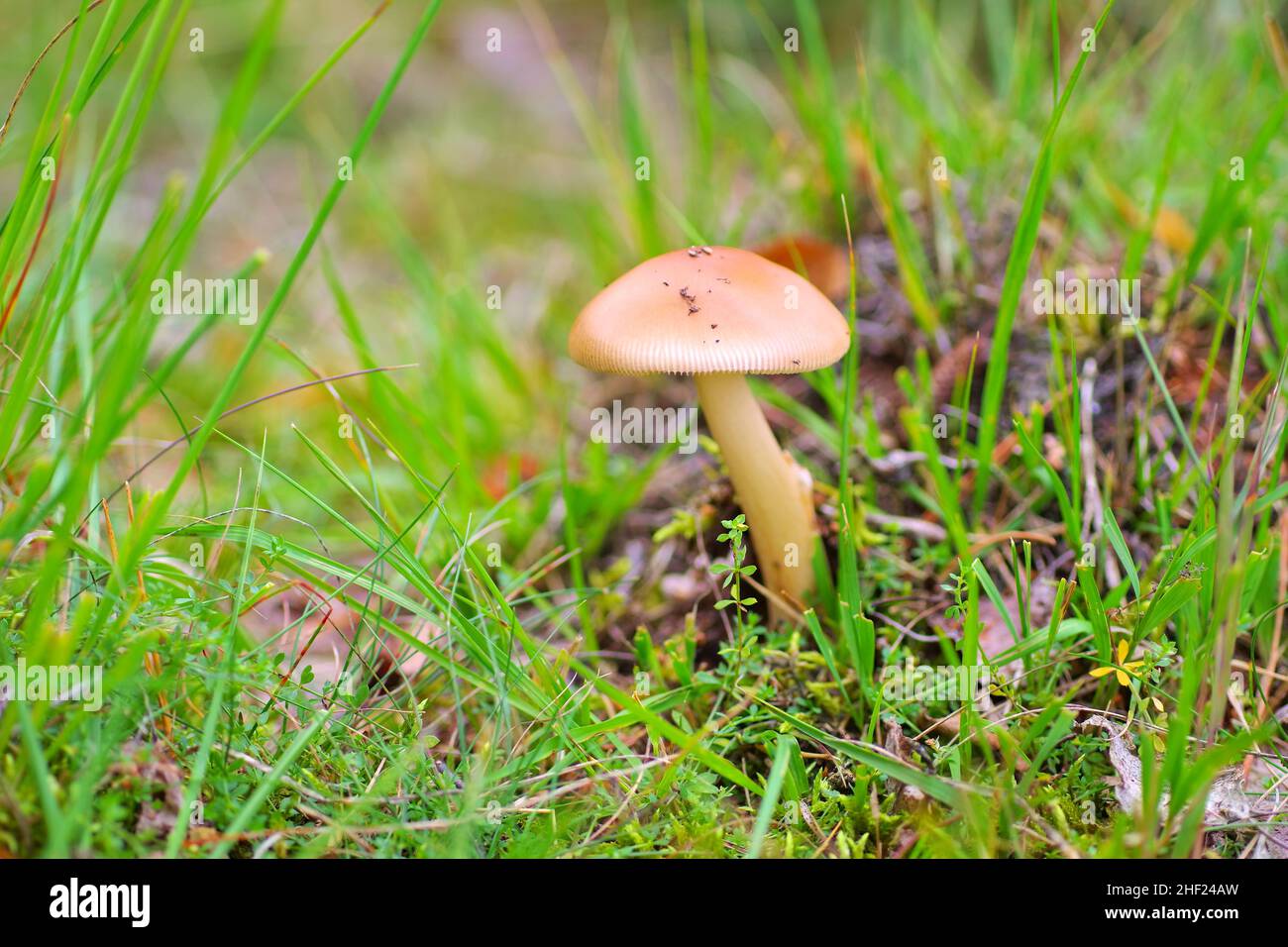 Wilder Pilz im Herbstwald auf Waldboden Stockfoto
