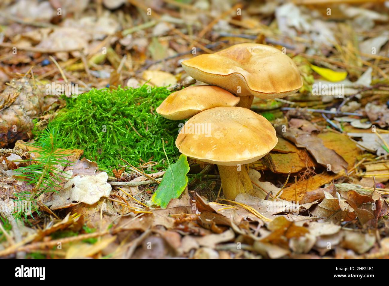 Wilder Pilz im Herbstwald auf Waldboden Stockfoto