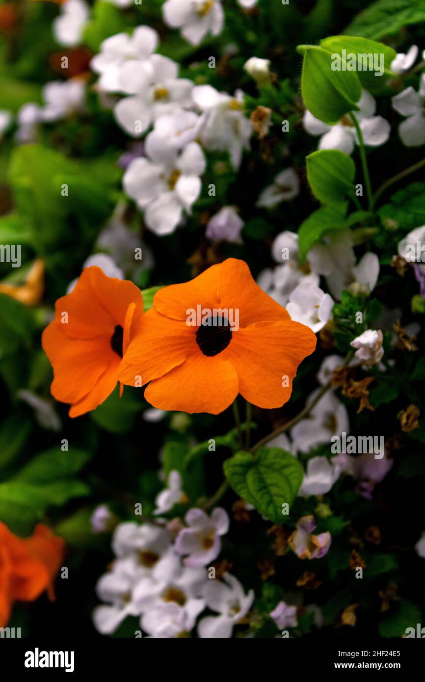 Die Blume im wunderschönen Garten Stockfoto