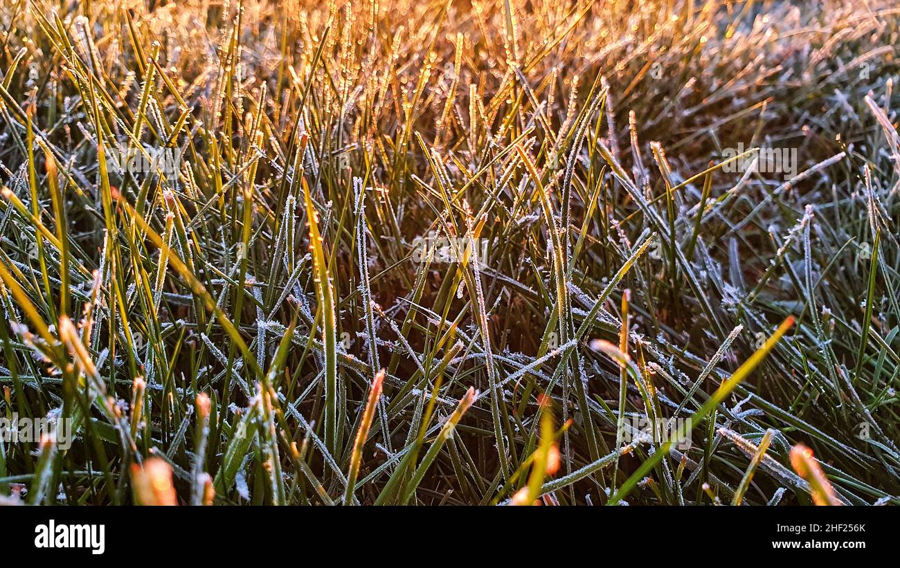 Frost auf Grashalmen in der Morgensonne Stockfoto