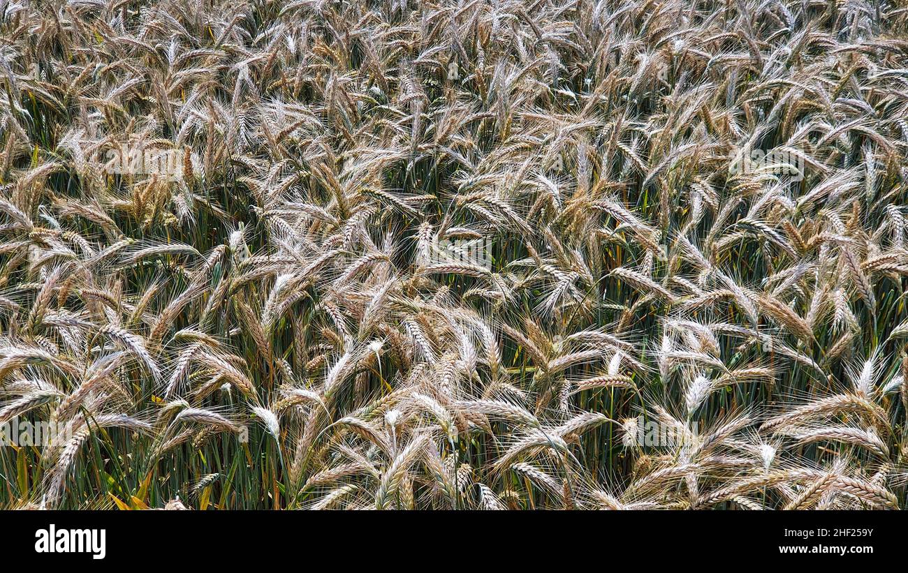 Makrofotografie von Weizenfeldohren im Sommer Stockfoto