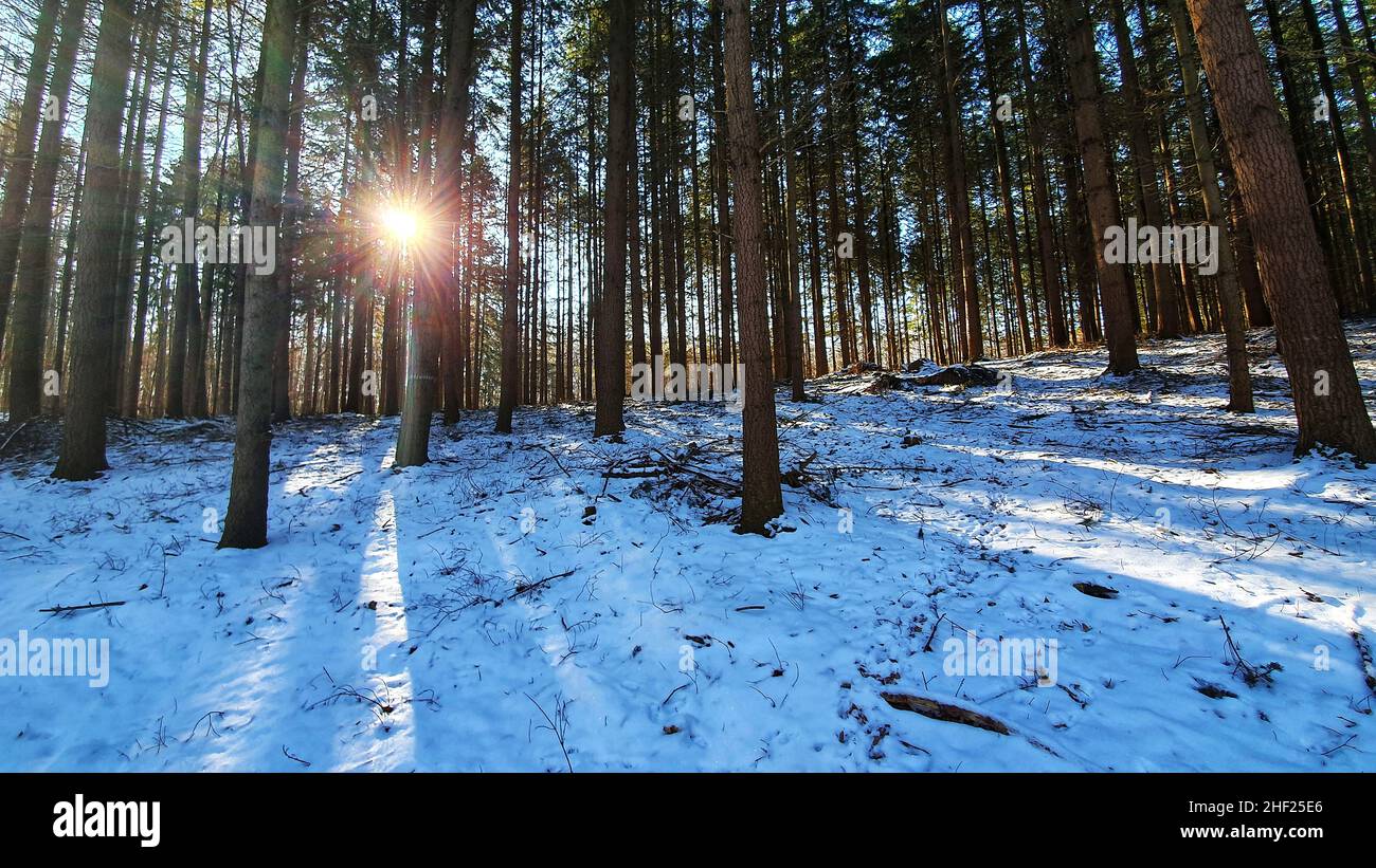 Winterliche Landschaft mit Schnee im Wald und niedrig stehender Sonne Stockfoto