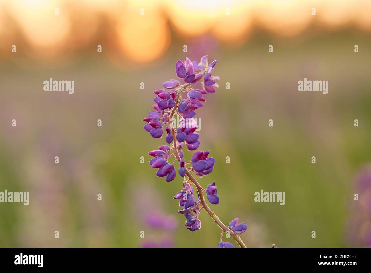 Makrofotografie Lupine Blume. Lupinen lila Feld natürlichen Hintergrund. Wellness Nähe zur Natur. Selbsterkennungskonzept Stockfoto