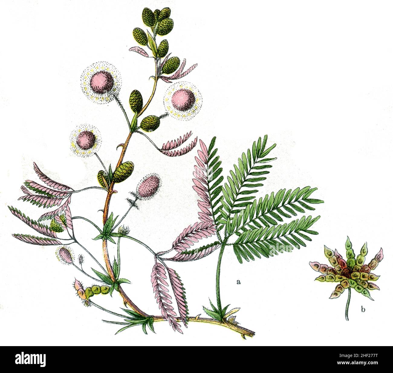 Mimosa pudica, (Botanikbuch, 1909), Mimose, Schamhafte Sinnpflanze Stockfoto