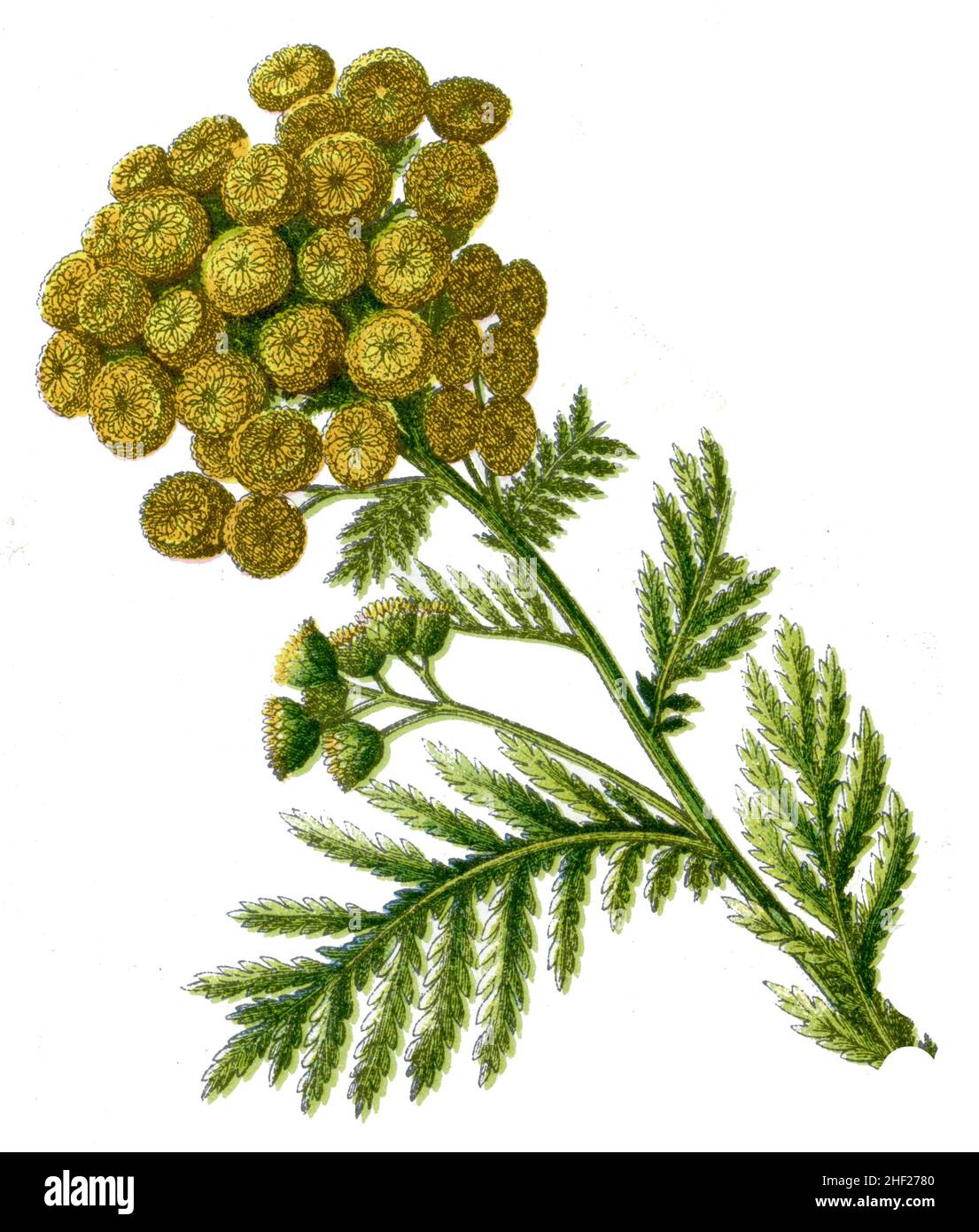 Tansy Tanacetum vulgare SYN. Chamaemelum tanacetum, (Botanikbuch, 1909), Rainfarn Stockfoto
