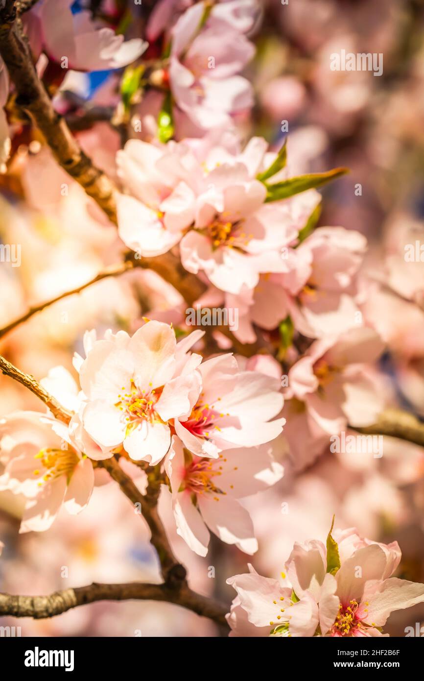 Mandelbaumblüte Stockfoto