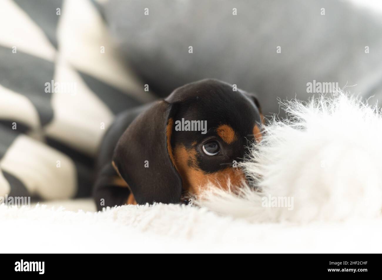 Niedlicher kleiner Wursthund 10 Wochen alt auf dem grauen Sofa drinnen Stockfoto