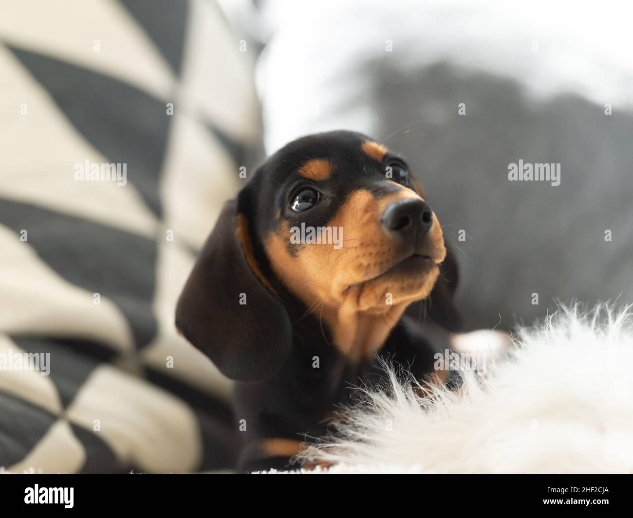 Niedlicher kleiner Wursthund 10 Wochen alt auf dem grauen Sofa drinnen Stockfoto