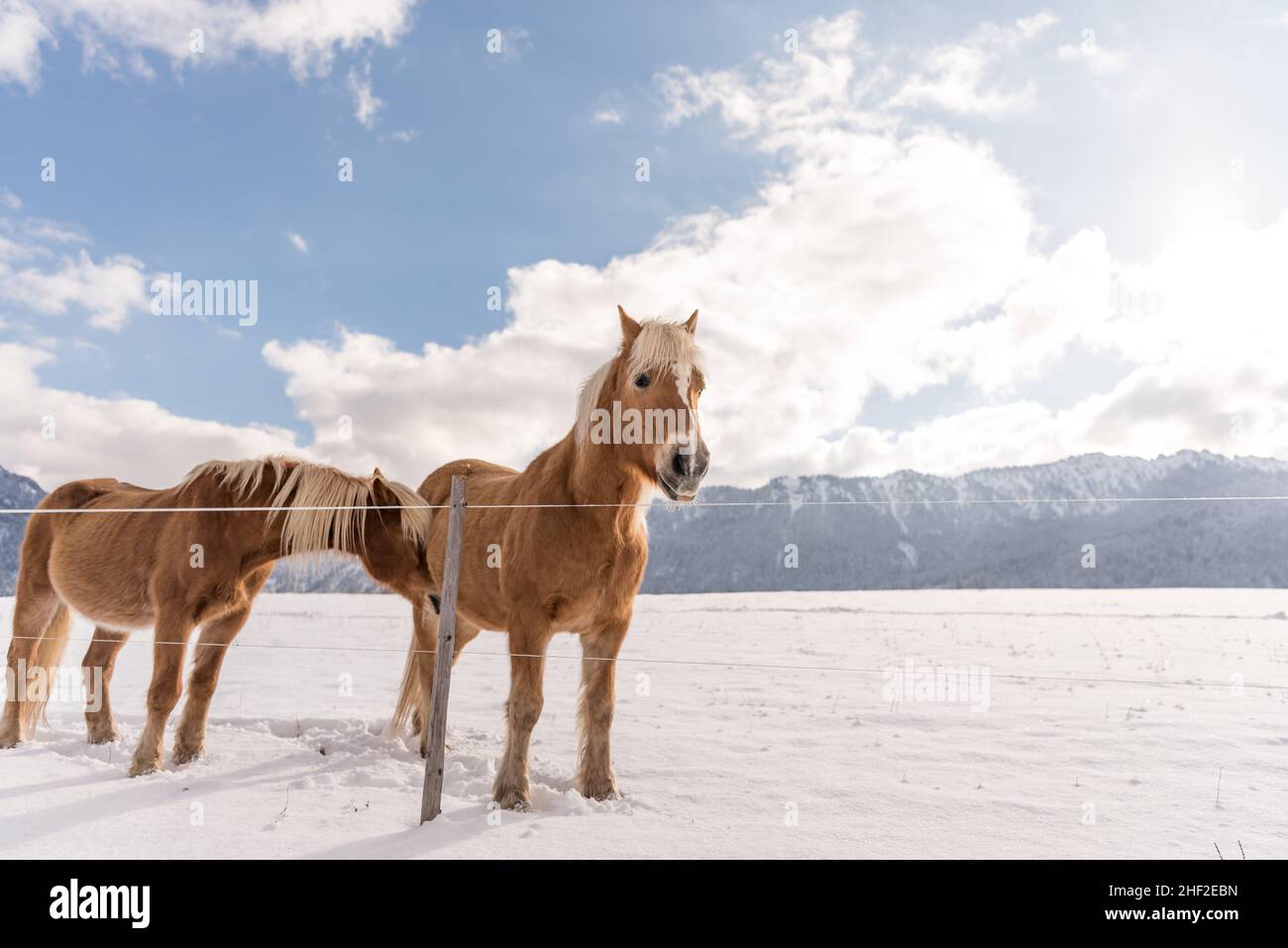 Haflinger Pferde auf dem Winter Wiese und Gipfeln im Hintergrund. Stockfoto