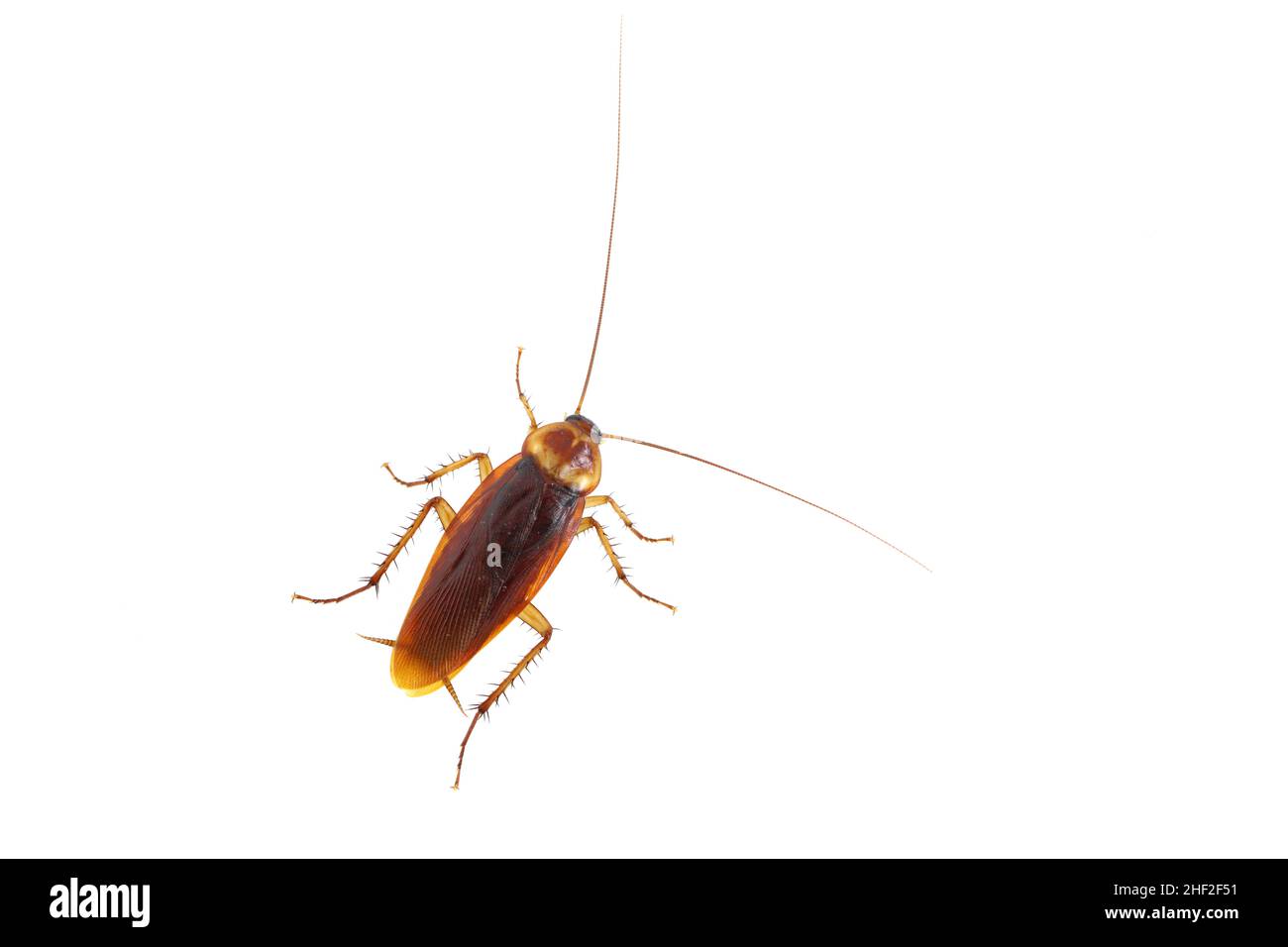 Männchen der amerikanischen Schabe - Periplaneta americana. Isoliert auf weißem Hintergrund. Stockfoto