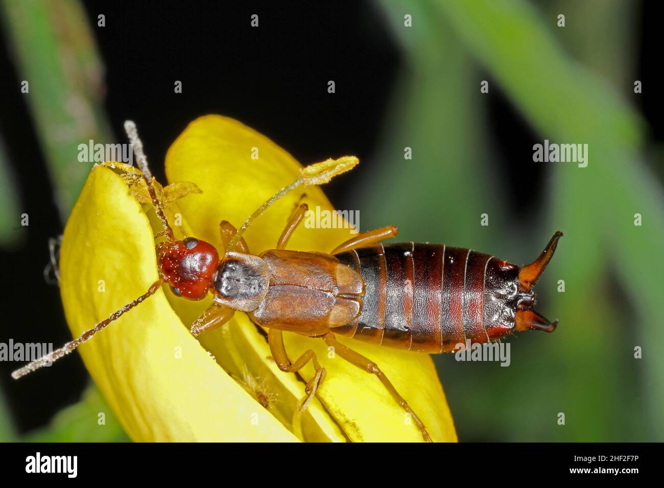 Europäischer Ohrbügel (Forficula auricularia) auf einer Blume. Stockfoto