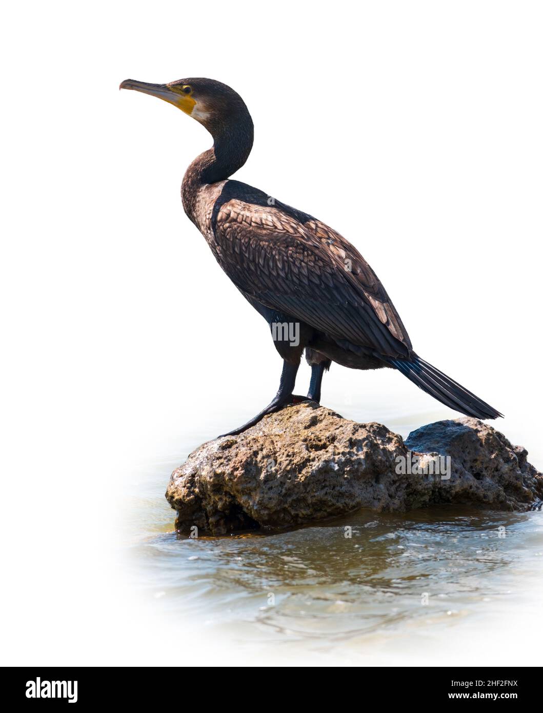 Großer Kormoran, Phalacrocorax carbo, im Wasser am Ufer des Meeres stehend, isoliert auf weißem Hintergrund. Der große Kormoran, Phalacrocorax carbo, weiß Stockfoto