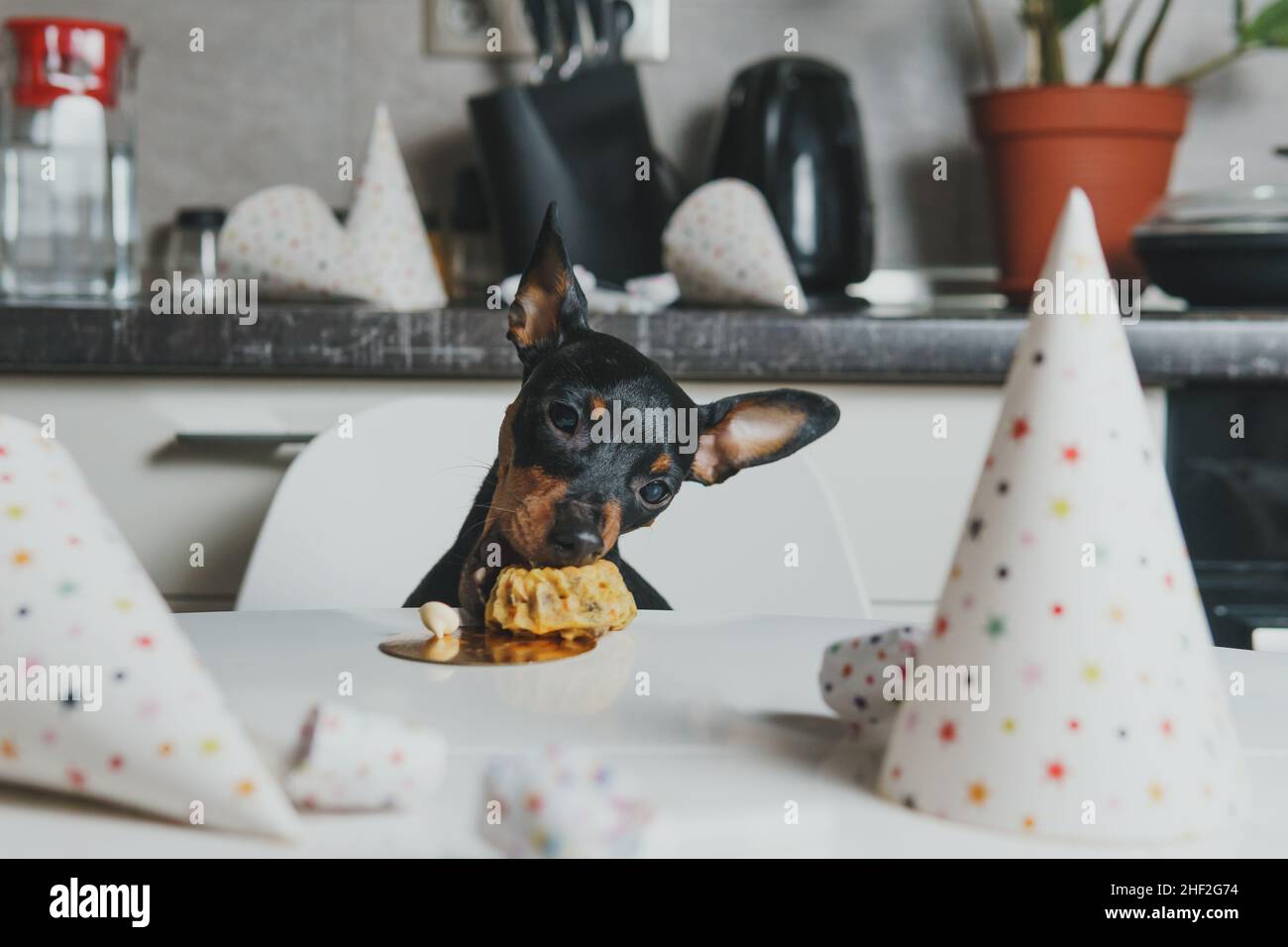 Cut Hund Miniatur Pinscher sitzen am Tisch und essen hausgemachten Kuchen. Konzept der Feier Haustier Geburtstagsfeier Stockfoto