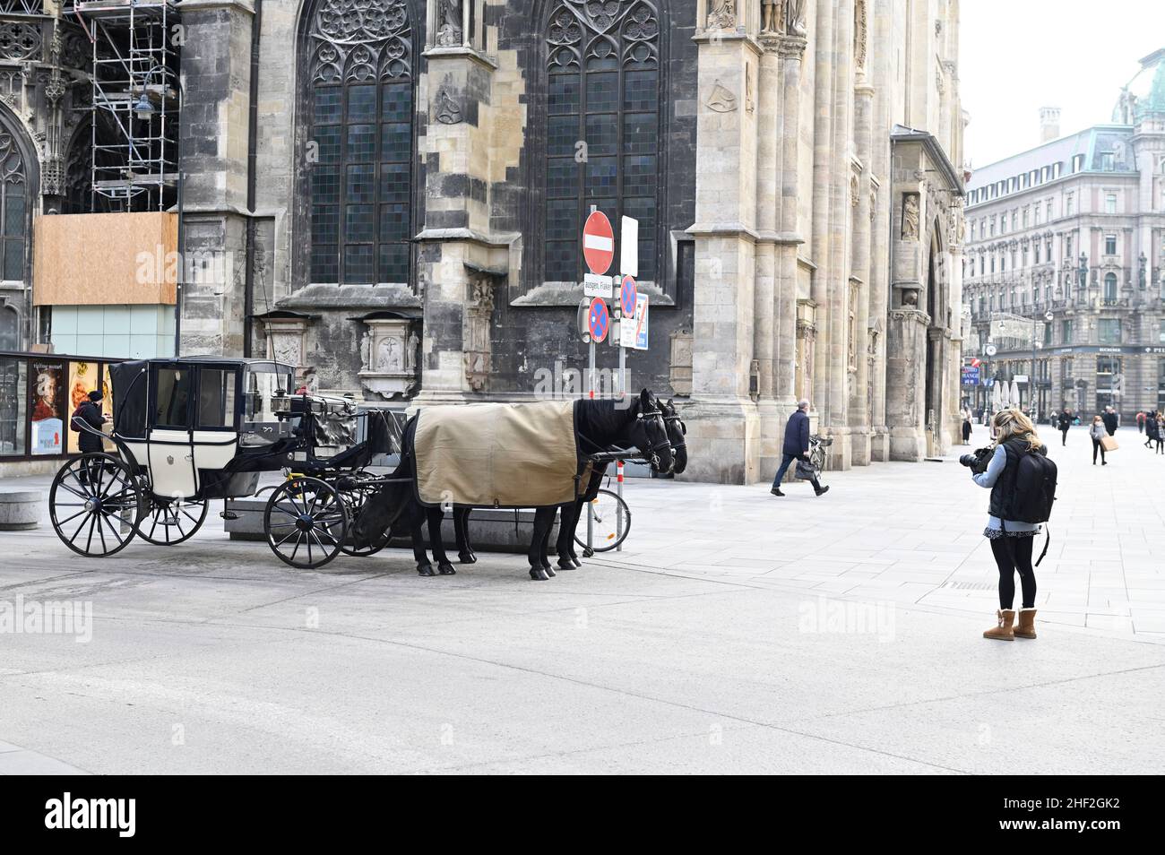 Wien, Österreich. Fiaker-Pferde am Stephansplatz vor dem Stephansdom Stockfoto