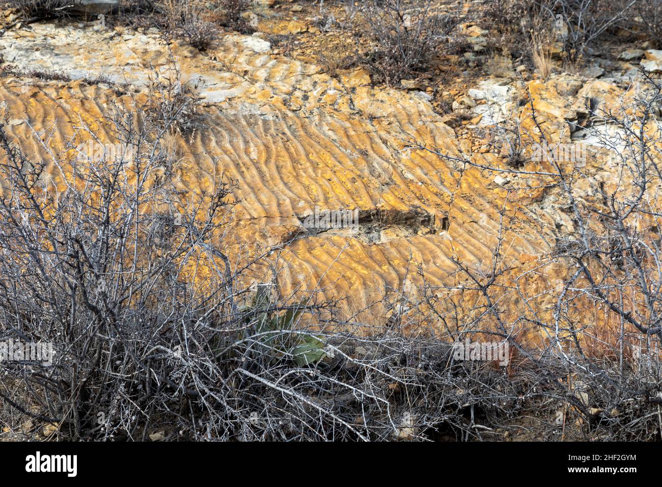 Morrison, Colorado - Wellenrippeln im Sandstein am Dinosaur Ridge. Die Welligkeit Spuren wurden vor 100 Millionen Jahren hinterlassen, als die Gegend ein Strand war. Stockfoto