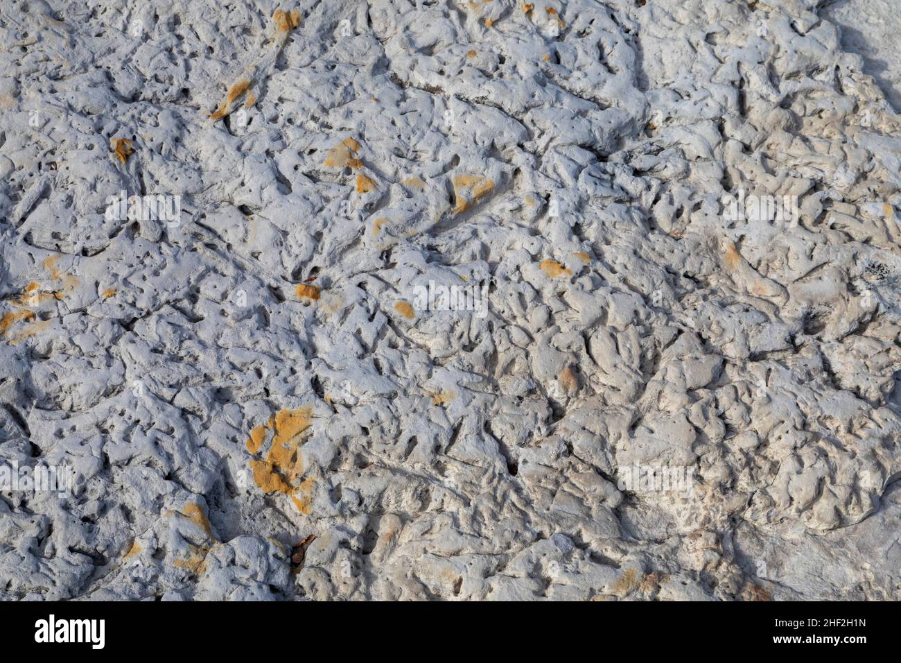 Morrison, Colorado - Burrows, die vor 100 Millionen Jahren von Garnelen und Würmern im Dinosaur Ridge gemacht wurden. Besucher können Hunderte von Dinosaurierspuren sehen Stockfoto